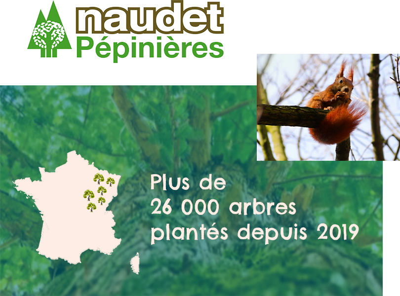 arbres plantés grâce aux entreprises Cérélia