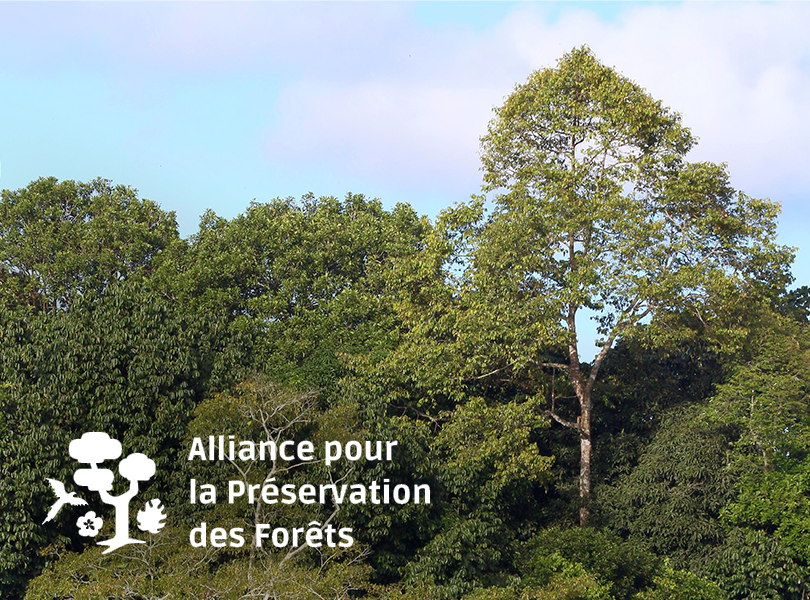 fondation pour la sa préservation des fôrets